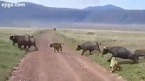 حمله دو شیرهای ماده تلاش برای بدست آوردن حاصل چندماه زحمات گاومیش دنیای حیوانات حیات حیوانات حیاتو