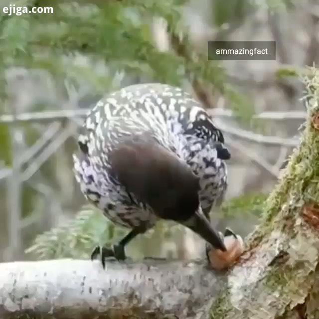 حیوانات پرندگان پرنده حیوان باغ باغ وحش زیبا زیبایی جنگل بیابان دارکوب درخت bird animal animals jung