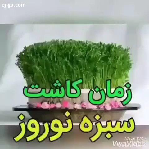 زمان کاشت سبزه عید ترفند ایده زیبایی خانه داری پذیرایی دیزاین کدبانو سلیقه تزئین سفره ماسک بافت مو