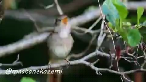 زیبایی درخت بلبل طبیعت برگ درخت بهار