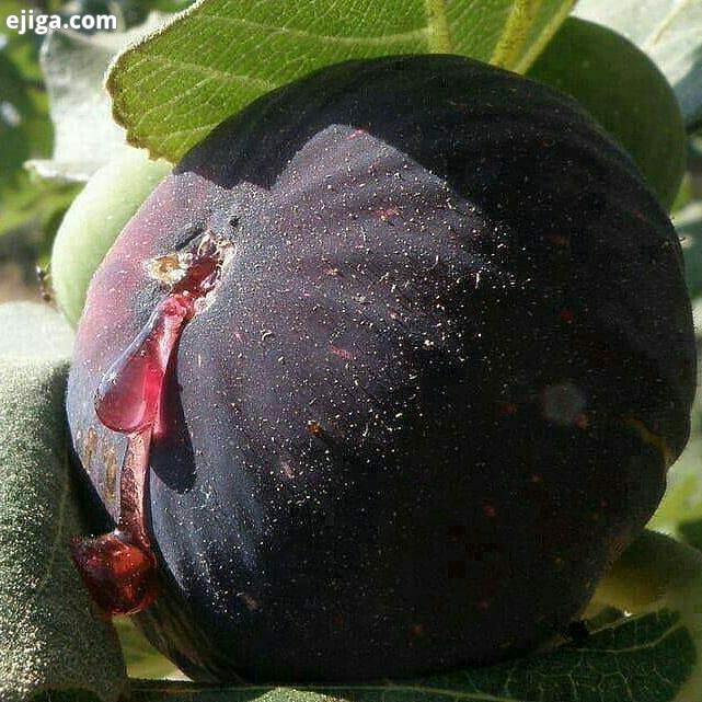 چقد زیبا لذیذ، نظراتتون رو باما ودیگران به اشتراک بگذارید سپاس پست های قبلی