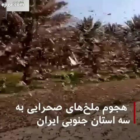 هجوم ملخ ها بطور متمرکزانه از پارسال، مناطق جنوبی کشور عزیزمان ایران را مورد هدف خود قرار داده بطوری