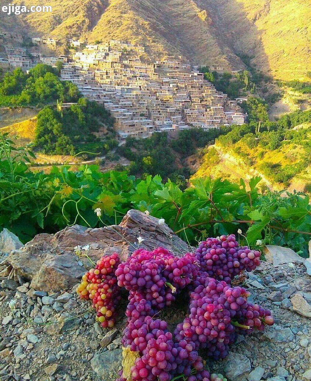 برداشت انگور باغ های پاوه کرمانشاه Paveh is city and capital of Paveh 