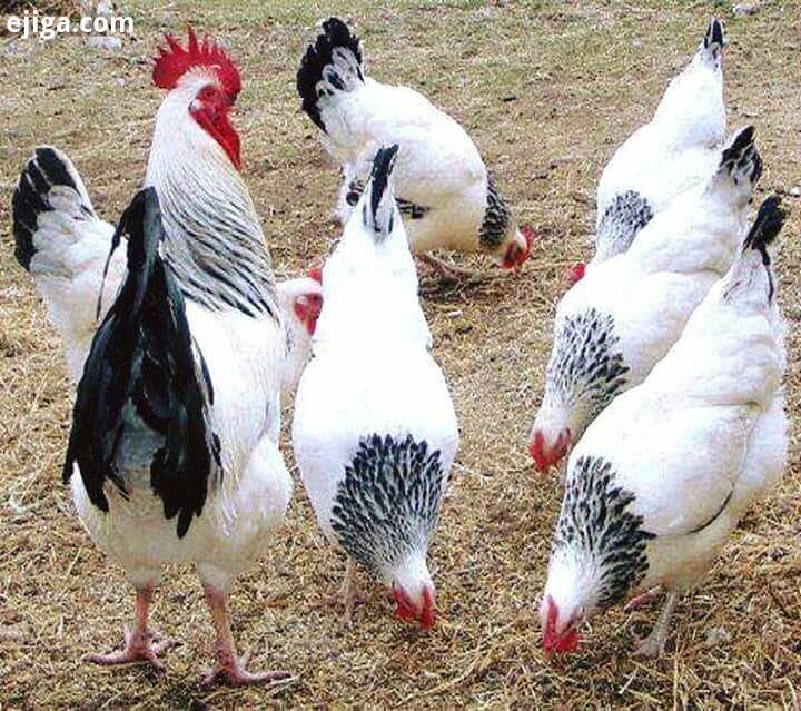 طراحی باغ خانه باغ خانه ویلایی ویلا طراحی معماری آرامش قناری عکاسی اشتغال اشتغالزایی گل گاخانه گلفرو