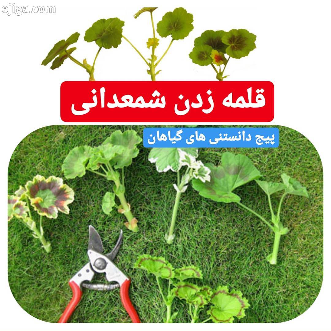 تکثیر شمعدانی معمولاً قلمه شمعدانی به راحتی ریشه دار می شود بهترین زمان برای قلمه زدن شمعدانی بهار