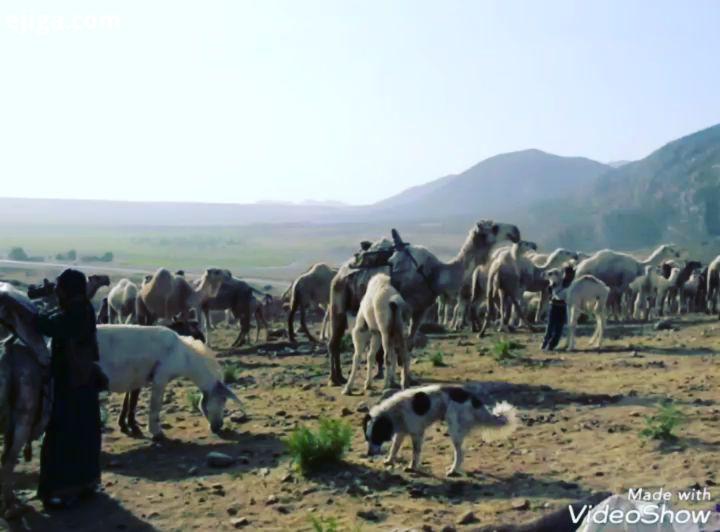 کلیپی زیبا از کوچ دایی عزیزم درسالهای دور دارقا قهسی ملودی ساربان شتر شما را به خانه پدری تان باز می