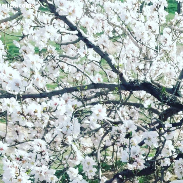 عیدسالهای گذشته کاش عکاسی هنری عکس طبیعت موبایلگرافی موبایلگرافی ایرانی تصویر فصل tasvir fasll photo