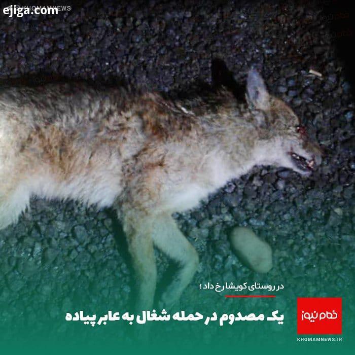 در روستای کویشا رخ داد یک مصدوم در حمله شغال به عابر پیاده http: khomamnews ir 85357 بر اثر حمله شغا