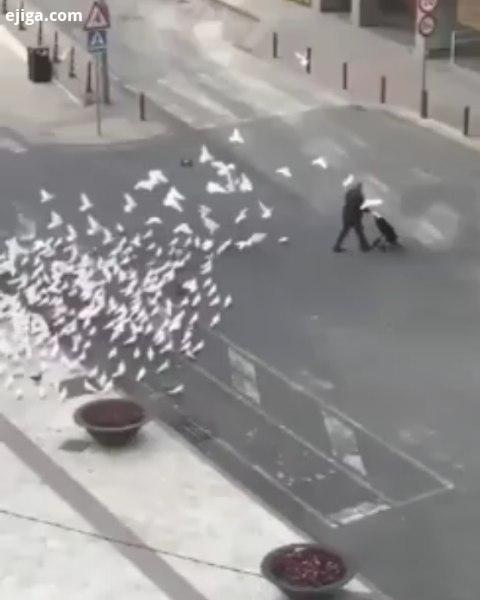 در اسپانیا به خاطر قرنطینه ،کبوترها هم بدون غذا دونه موندن اولین نفری که میبینن از خیابون رد میش