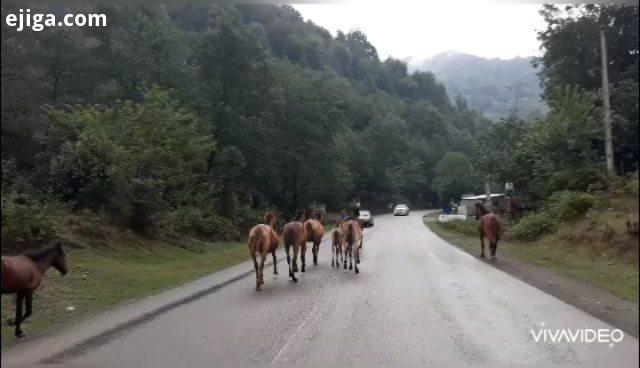 دوست داشتین این لحظه رو تجربه میکردین جاده زیبای خلخال به پونل قطعه ای از بهشت پونل خلخال اسب وحشی