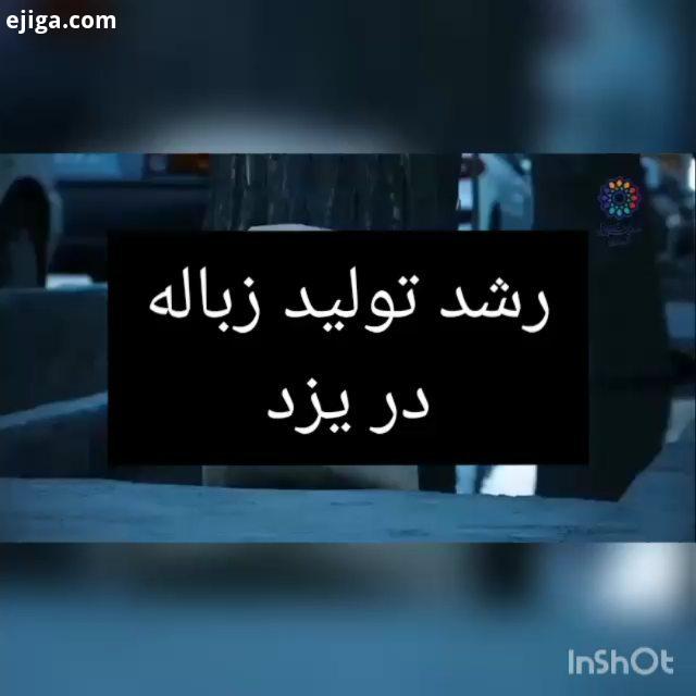 روزانه ۳۴۰ تن زباله در یزد تولید می شود این رشد زیاد تولید زباله در یزد شهر میراث جهانی تاسف بار