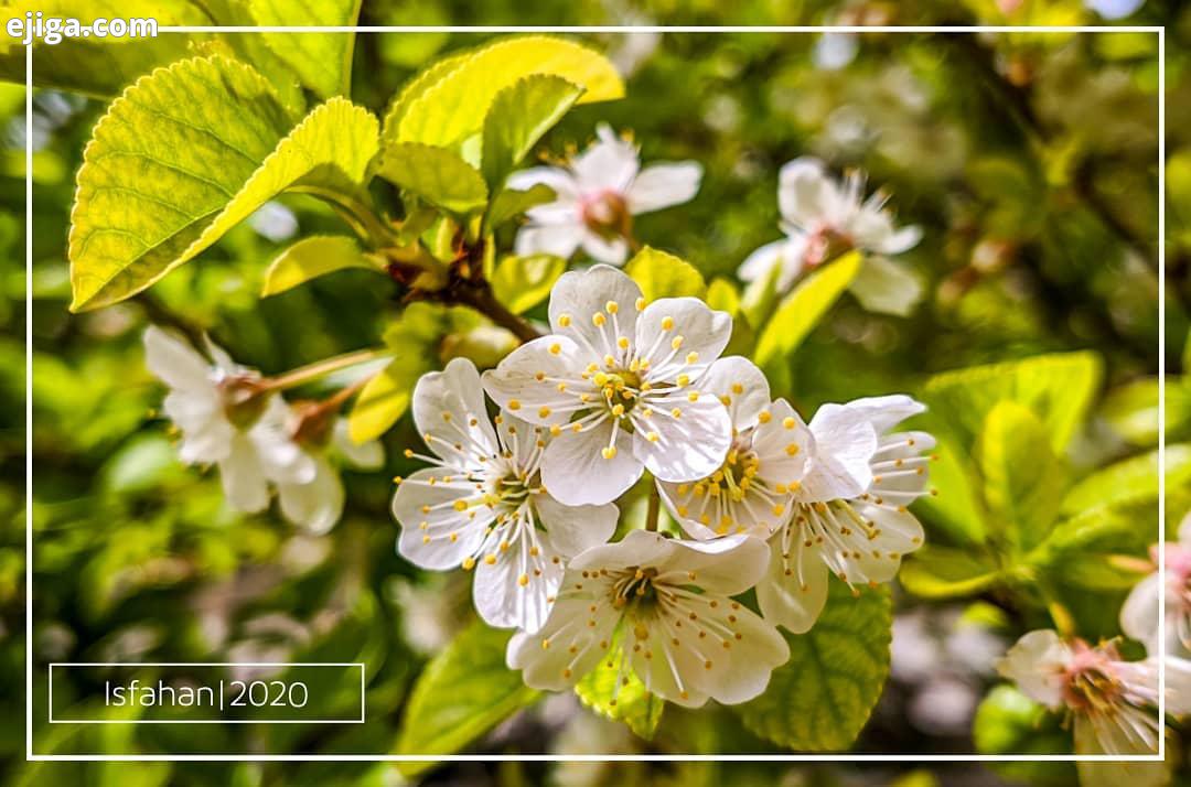 .به بهار می مانی که چون می آید، درخت خشکیده شکوفه می کند amaturephotography flowerpic irantravel nat