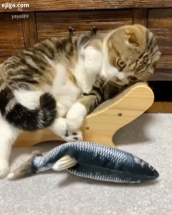 ای چیه خریدی دایی گربه بدفاز گیرون ماهی جوادخواجوی دایی Video :