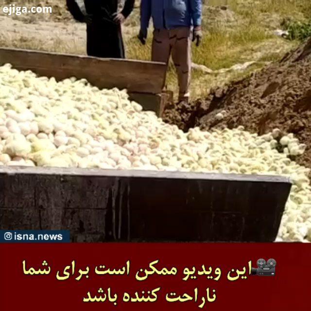 علت اصلی معدوم سازی جوجه های یکروزه چه بود دبیر انجمن تولیدکنندگان جوجه یکروزه در خصوص امحای جوجه