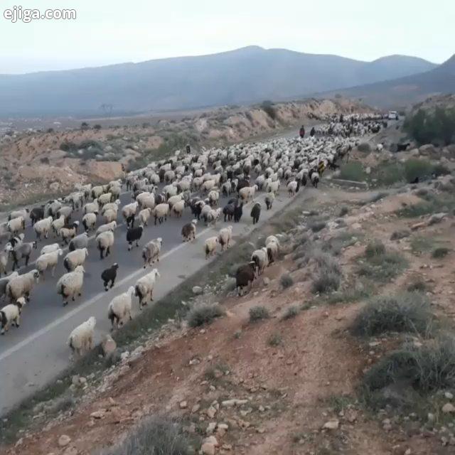 پرورش دام سبک کشور راهی به سوی جهش اقتصادی اتحادیه دام سبک دام گوسفند بز دام ایرانی ییلاق قشلاق عشای