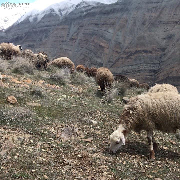 تهران گله ایران بهار طبیعتگردی روستا کوهنوردی زیبایی کرونا عشق شهر کوه شکوفه