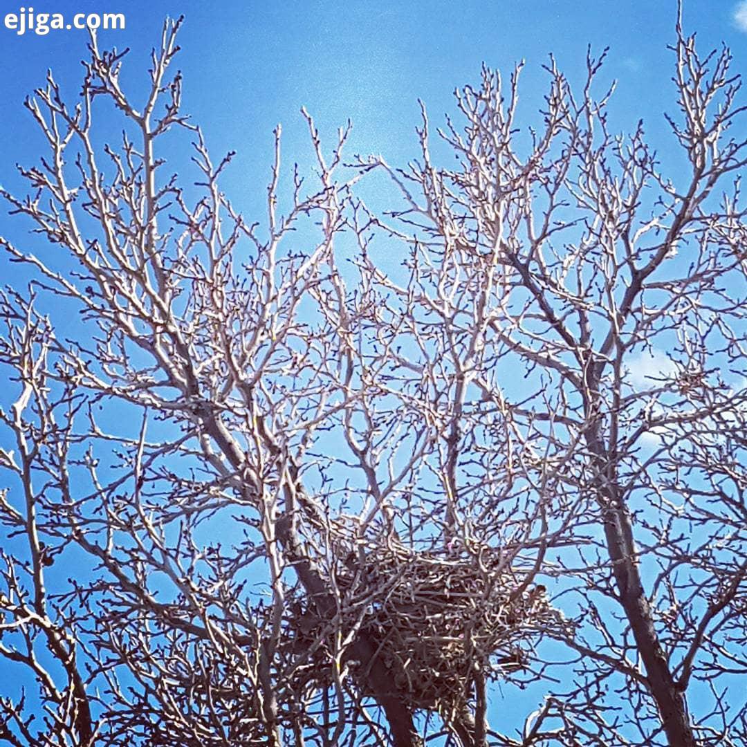 ...آشیانه در دل آرام شاخه های درخت روستا روستاگردی روستایی روستای من دهات ده بومگردی ایران گردی جاذب