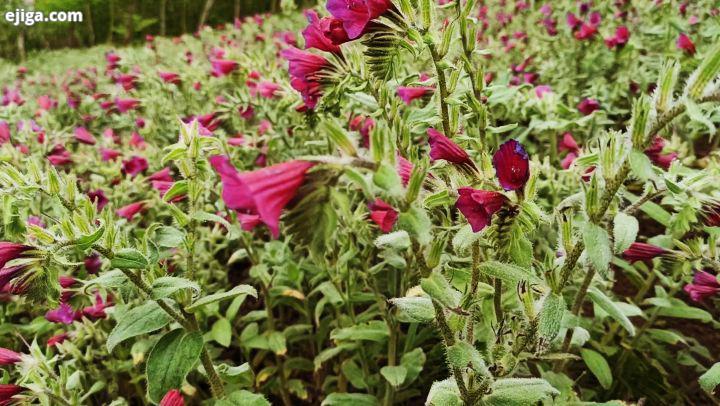 ..برای این خانومای زحمتکش چه دعایی میکنید..برداشت گلگاوزبان پلام..اشکورات رحیم آباد رودسر با تولید