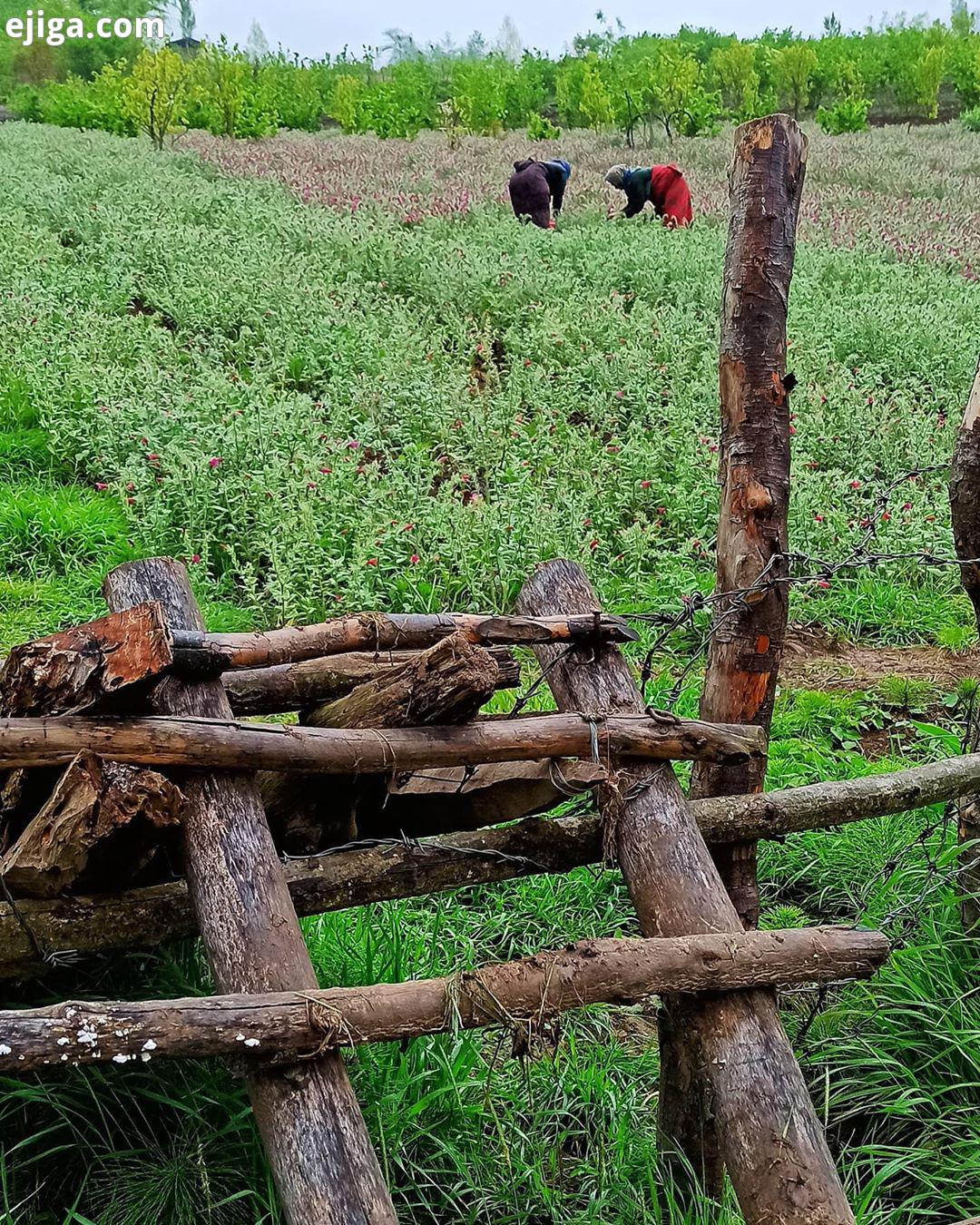 تا حالا از این پله چوبی های دست ساز عبور کردین..طبیعت زیبای روستای پلام..احساس زیبای خود را بیان کن