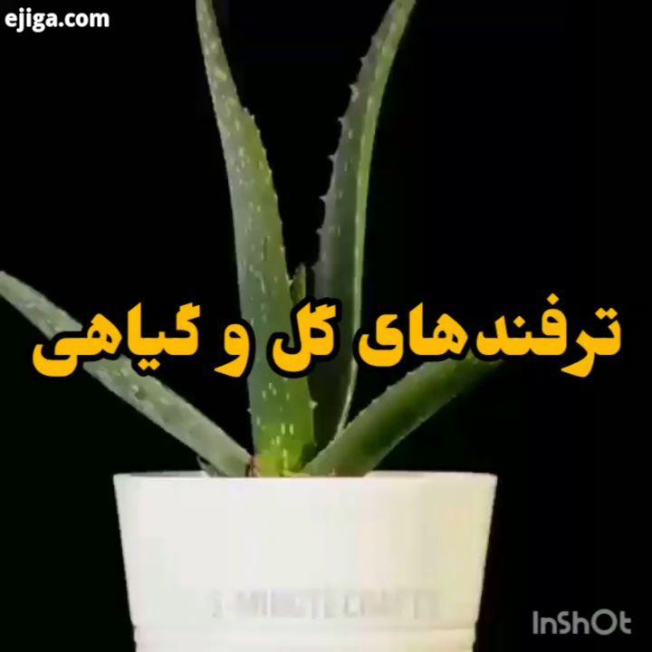 من اومدم بعد از مدت هاا ولی خب من حالت طبیعیشو بیشتر دوست دارم شنیون مو براشینگ hairstyles beautiful