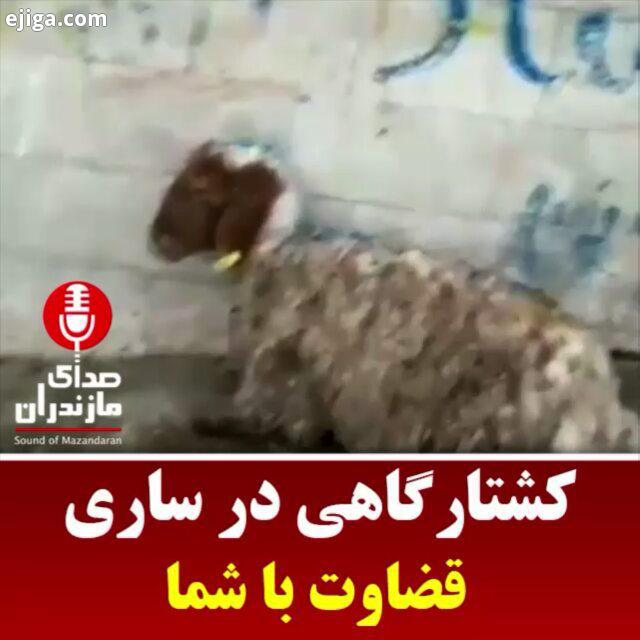 کشتارگاهی در ساری...بدون شرح...اخبار مازندران صدای مازندران خبر خبر داغ خبر فوری کشتارگاه ویروس کرون