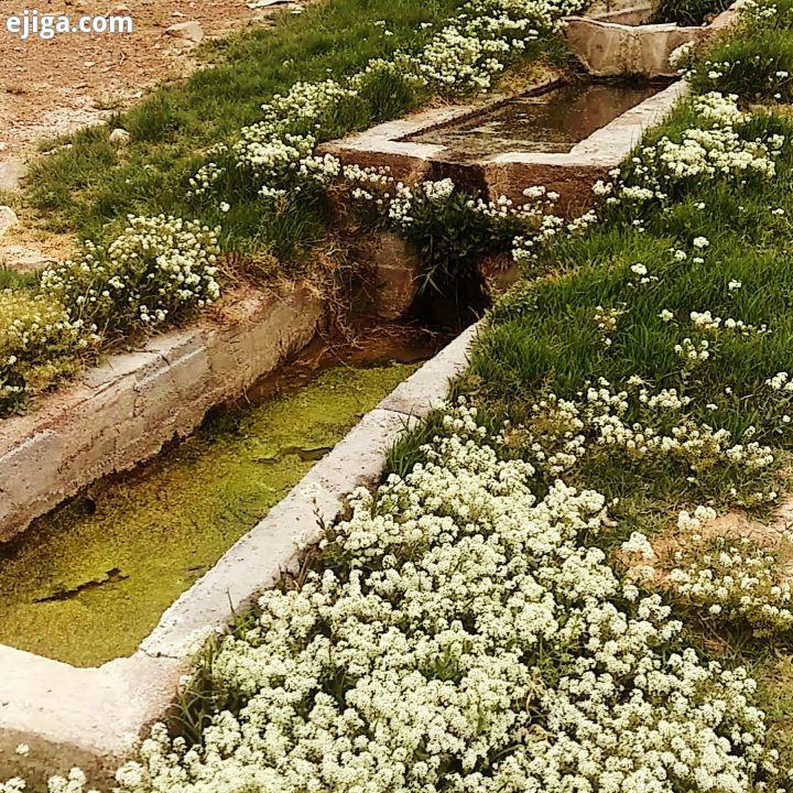 چشمه باغ بیدمشک روستای گردکوه موقعیت شمال شرق روستا فاصله سه فرسخ تا روستا مکانی باطبیعت کاملا بکر