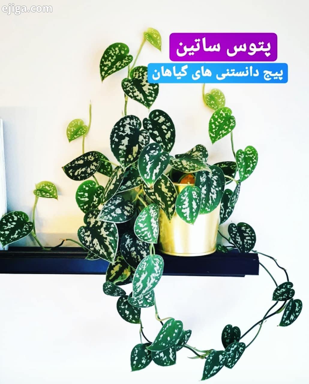 پتوس ساتین عکس ها آلبومی هست نظرتون راجع به این گونه پتوس چیه پتوس نقره ای برگ های تیره سبز با رگه