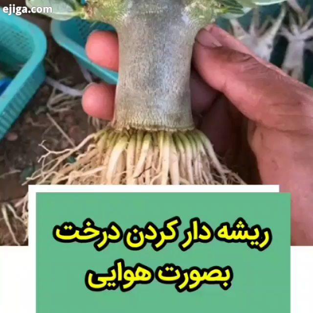 ریشه دار کردن درخت صورت هوایی..پیج مارو اموزش پیوندزدن ویدیو اموزشی ترفند کش