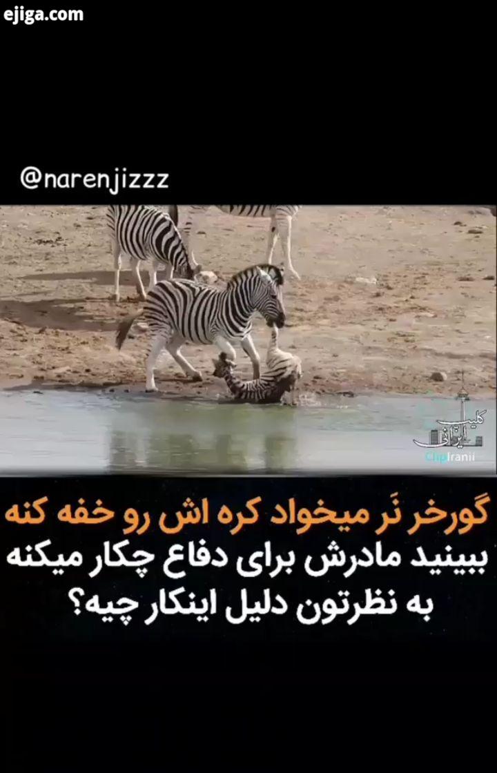 ...خنده خندهدارترین خواننده خوشگل زیبایی زیبا علی صادقی پشت صحنه پرسپولیس سه در چهار فوتبال فان