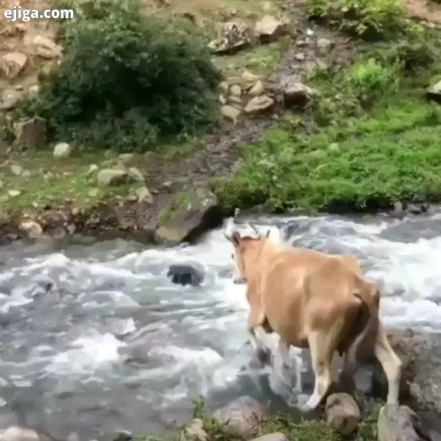 مازندران طبیعت بهشت جنگل آدما پاتوق استراحتگاه آرامش آزادی