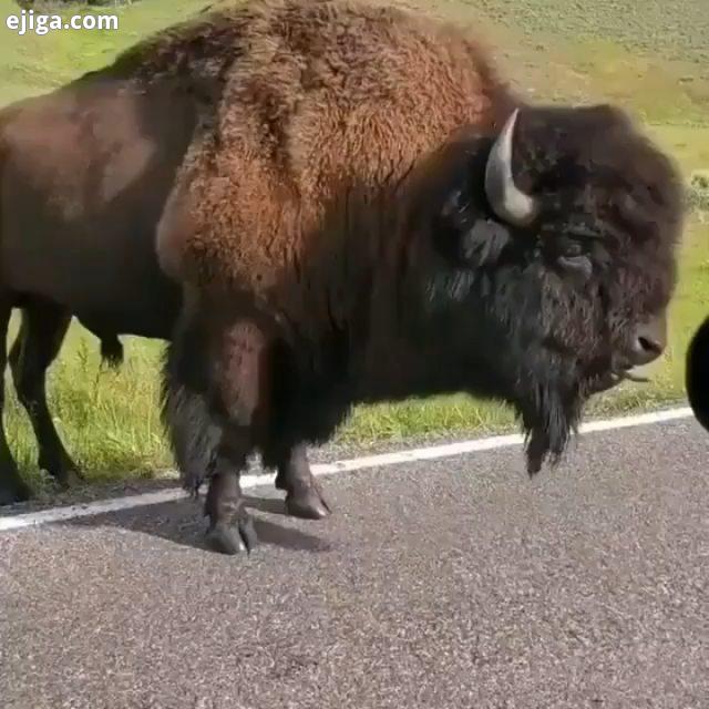 .سرعت دویدن بوفالوی آمریکایی با وزن حدوداً ۹۰۰ کیلوگرم، به ۵۰ کیلومتر بر ساعت هم میرسه..حیوانات حیوا