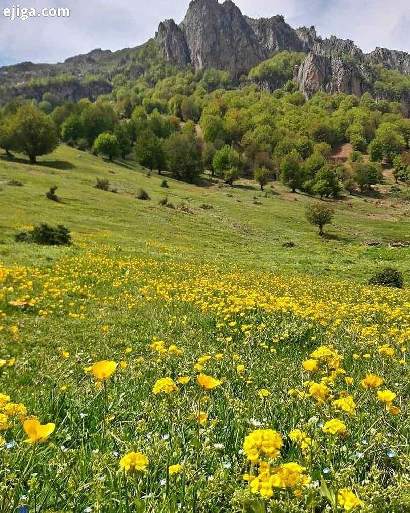 دشت کوه روبار، ماسوله استان گیلان این دشت در فصل بهار آکنده از گلهای زرد  آبی بنفشه های کوهیست کو :: ایجیگا