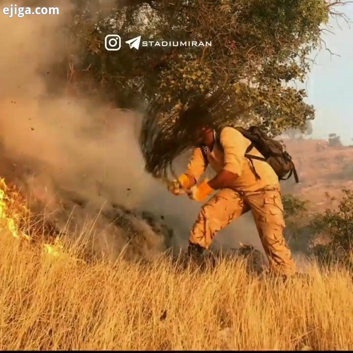 دلم میسوزد کاری ِ دستم بر نمی آید...زاگرس در آتش..زاگرس آتش جنگل حیوان حیوانات بلوط درخت بلوط جنگ