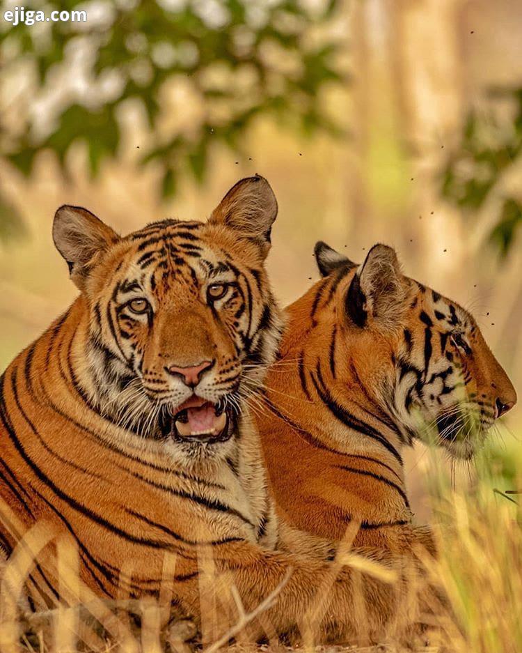حیوانات وحشی حیات وحش حیوانات را دوست بداریم wildlife nature nationalgeographic natgeo bigcat bigcat