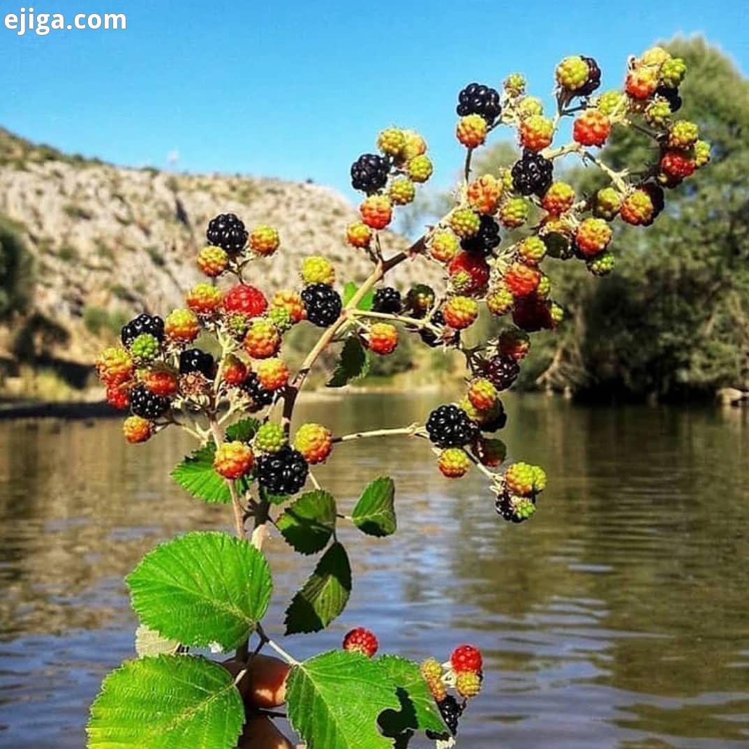 کیا دوست دارن اسم این میوه به زبان محلی چی هست با هاتون حمایت کنید از ما ایران زیبا نظراتتون
