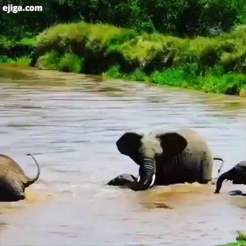 چندین برابر این حیوونا شعور داریم ولی به قسمتی که باید از شعورمون استفاده کنیم هوای همدیگرو داشته