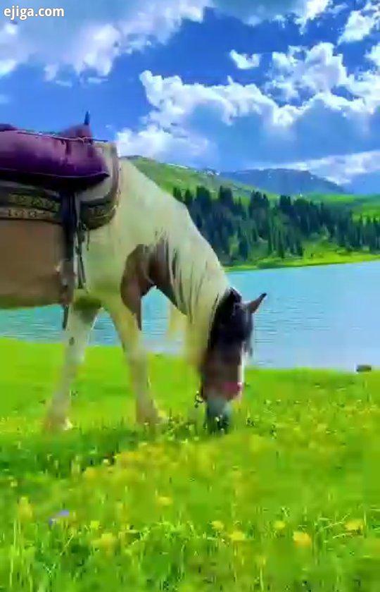 آرامش زیبایی زندگی رویایی بخشش اسب دشت آسایش دلنشیم ریلکس ریلکسیشن شمال نیکی کریمی نقی اروپاگردی آسی