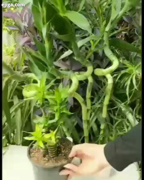 فیلم آموزشی طریقه تکثیر بامبو گل گیاه گیاهان گیاهان زینتی گیاهشناسی گیاهان آپارتمانی گلدان کنتیایی