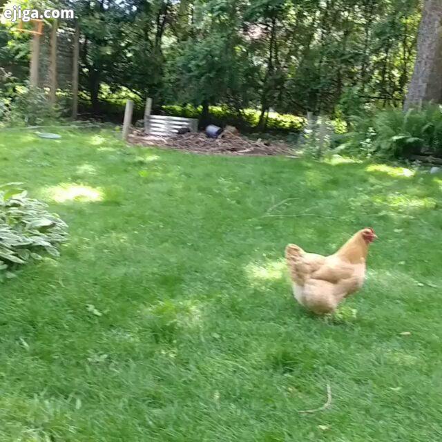 باغ اگر مرغ نداشته باشه انگار یه چیزی کمه باغ باغداری مرغ مرغ محلی مرغ تخمگذار هویج هویج صیفیجات گوج