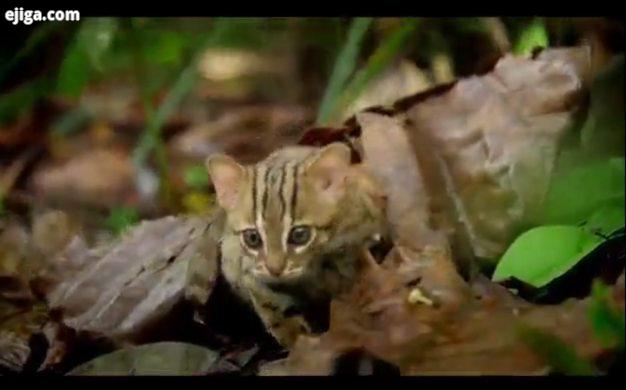 .گربه خال زنگاری کوچکترین گربه جهان به نسبت اندازه برگ ها گربه خال زنگاری دقت کنید حیوانات حیوانات