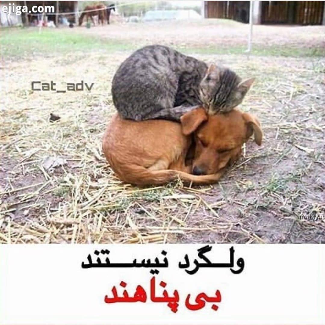 گربه حیوانات گربه من حقوق حیوانات گربه اشرافی پرشین ملوس زندگی من ۱2 گربها منوتوگربه پت شاپ پت شاپ