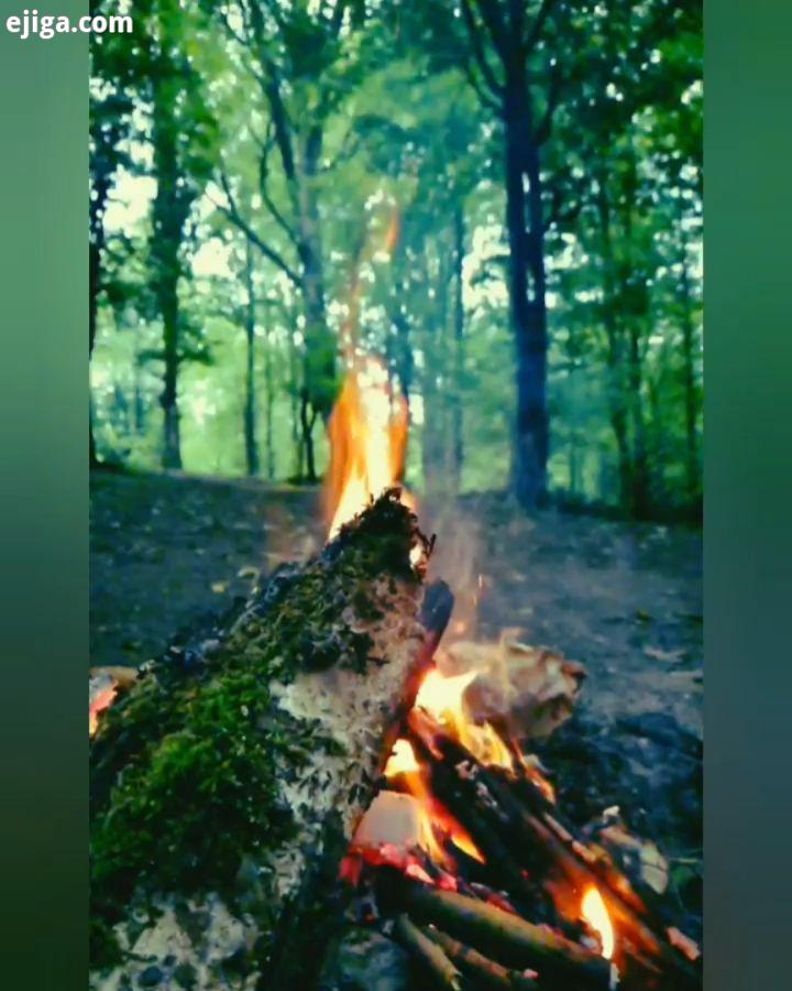 آتشی بودی هر وقت تو را می دیدم مثل اسپند دلم جای خودش بند نبود...کاظم بهمنی بانوی شب خرداد ۹۹ جنگل