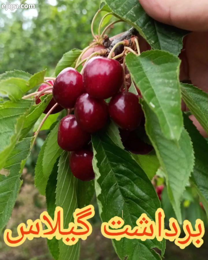 آغاز برداشت گیلاس در ییلاقات استان مازندران روستای یازن از تولید به مصرف جاتون خالی..کیا گیلاس دوس