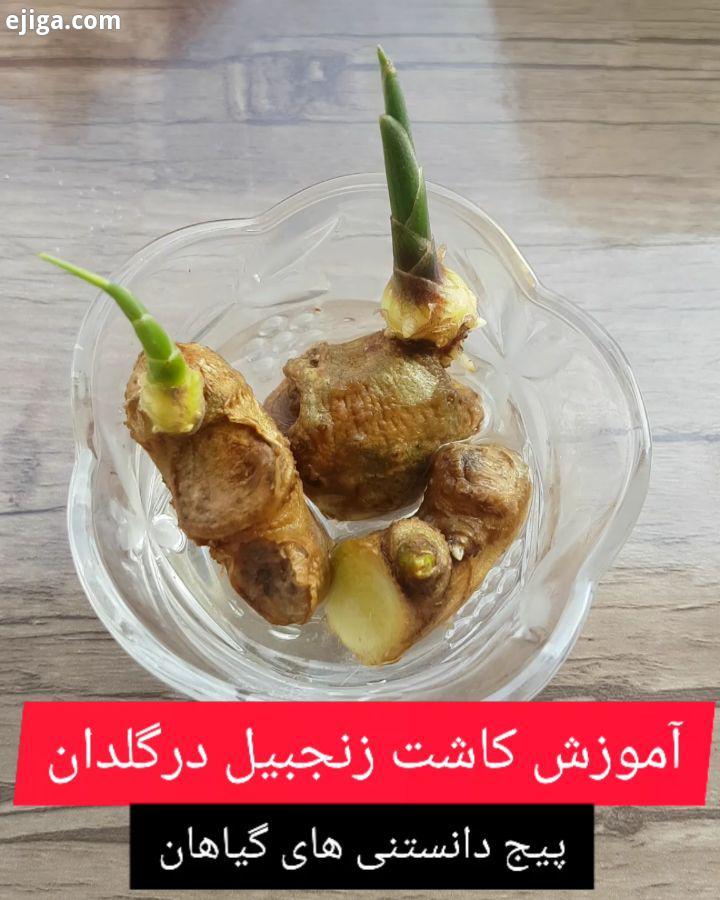 آموزش کاشت زنجبیل در گلدان کیا زنجبیل کاشتن از تجاربتون..کپی بدون تگ کردن ممنوع...خاربر زنجب