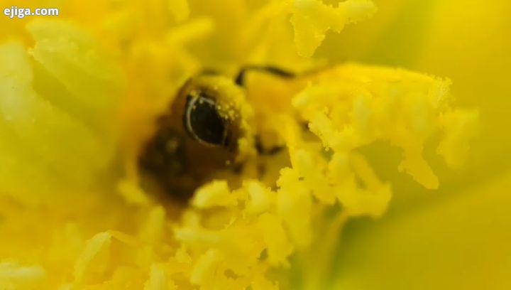 ویدئو طبیعت زنبور گرده افشانی ماکرو ویدئو ماکرو 99 Bee slow motion video macro