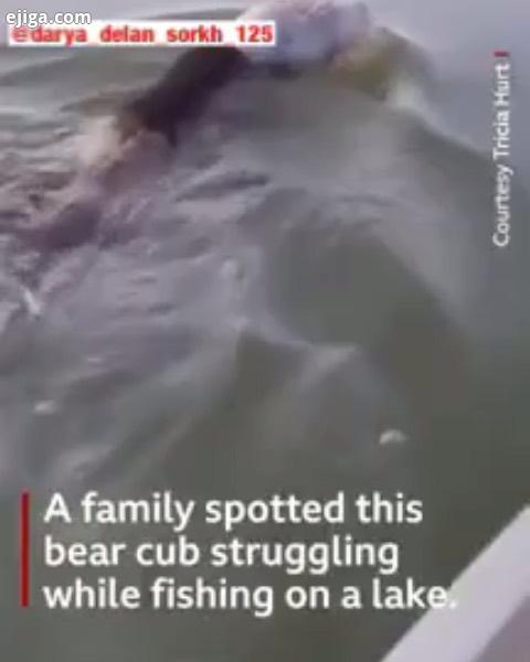 نجات خرس کوچک یک خانواده توانستند بچه خرسی که در آب گرفتار شده بود را نجات دهند سر این بچه خرس در ظر