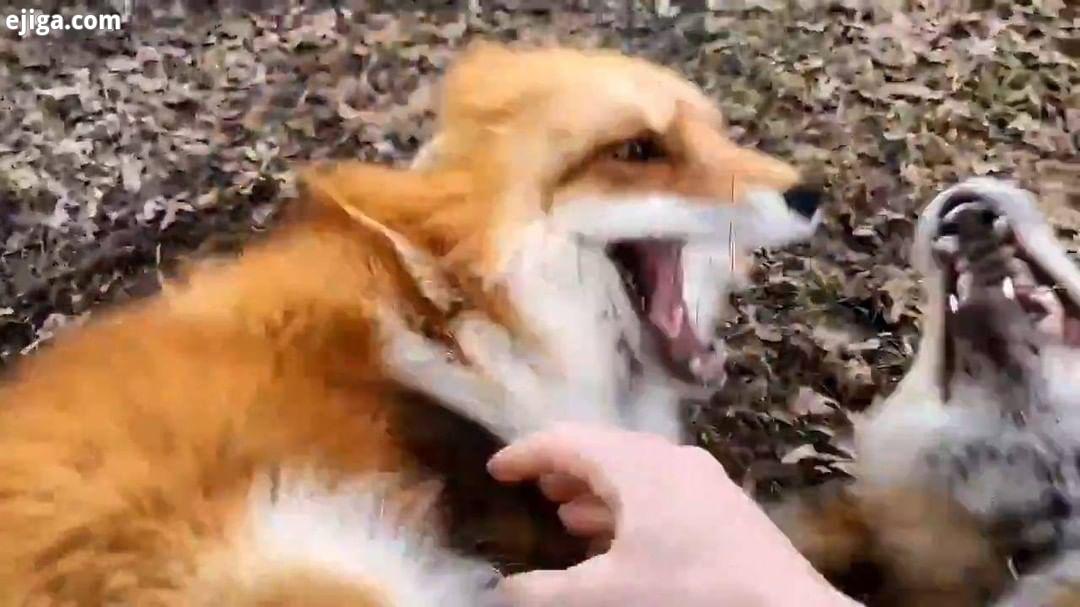 .تا حالا خنده روباه رو شنیده بودین...Video :.سرگرمی سرگرمی جالب دنیای حیوانات حیات وحش روباه کجار