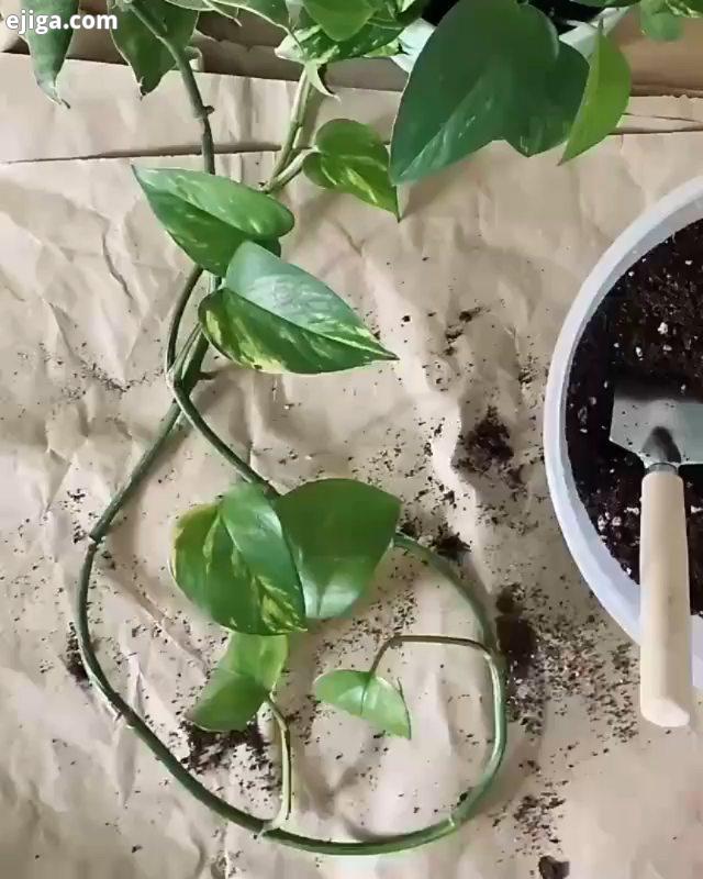 قلمه زدن پتوس در خاک برای ریشه زایی سریع تر بهتر می توانید انتهای مورب قلمه را در هورمون ریشه زایی