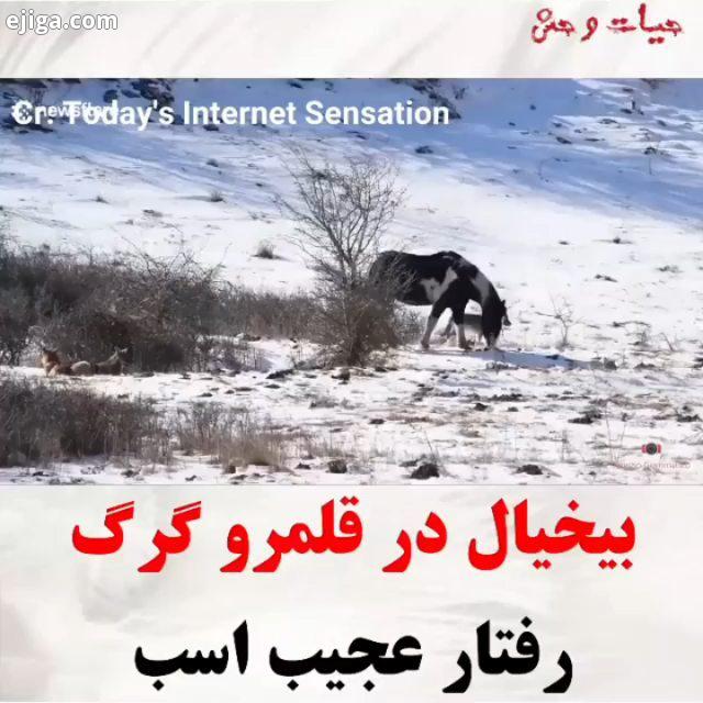 اسبی که از گرگا نمیترسه...مستند حیات وحش یوزپلنگ ایرانی چیتا جگوار حیات وحش حیوانات اینستاگرام استقل