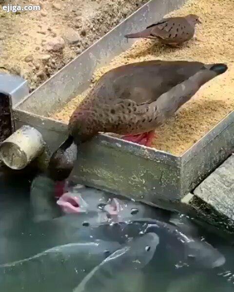 یک کلیپ تماشایی از غذا دادن اردک به ماهی های داخل آب ماهی آردک پرنده پرندگان آبزیان حیات وحش حیوانات